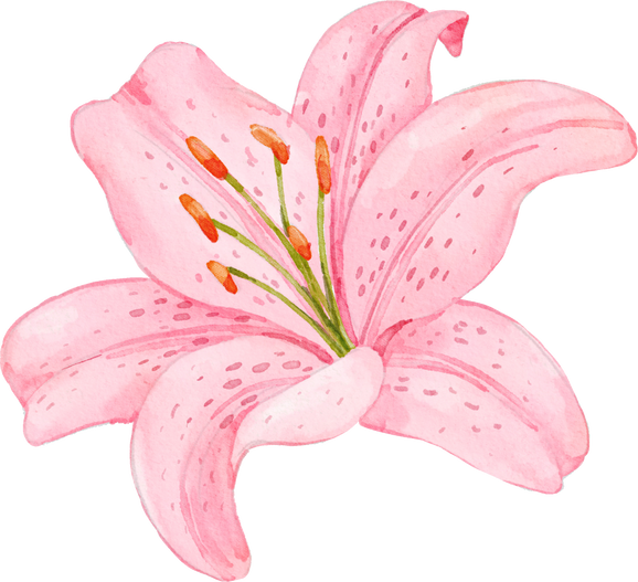 Watercolor Pink Lily Flower 